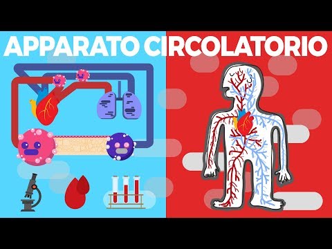 Apparato circolatorio - La circolazione - Il sistema circolatorio