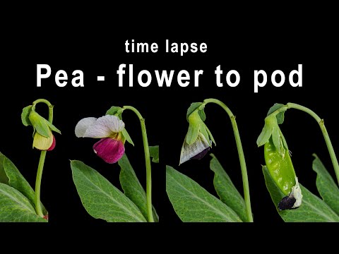 Pea flowers opening and pod forming - time lapse [4K]
