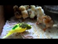 Волнистый попугай Родик и маленькие цыплята. 4 день жизни. Roddick wavy parrot and ...