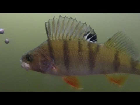 Aborre fiskeri i Gudenåen @ Filmet under vandet!