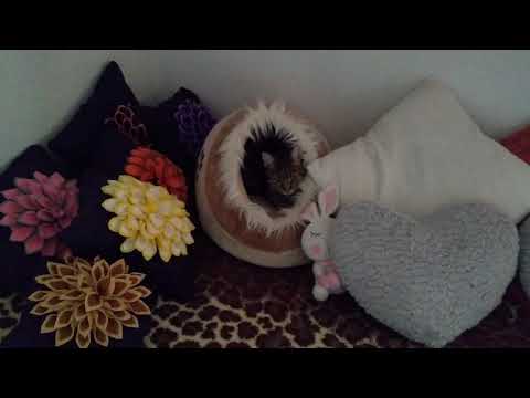 Apolo, Shira y Freya día 293