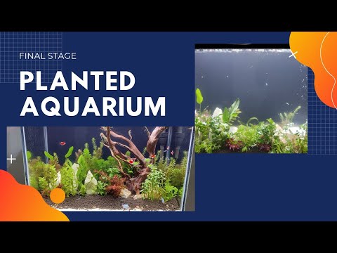 Final stage of Nature aquarium