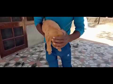 French mastiff puppies available for sale at Kushagra dog kennel call now 8303399198up Varanasi