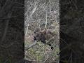 Watch How This Moose STRIPS Off Bark From A Tree Alaska Wildlife