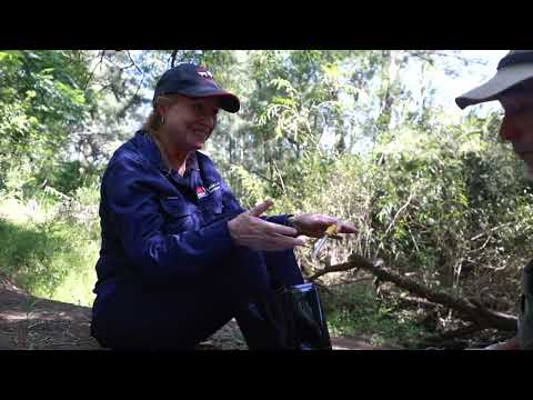 Waterbug survey in Wollombi Brook catchment - Part 2