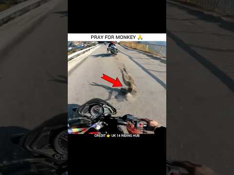 Pray For Monkey 🐒 | Motovlogs