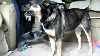 Australian Cattle Dog (Walter) & Lab/Shepherd Mix (Darcy)