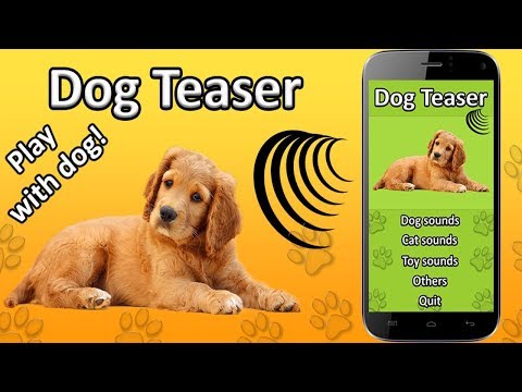 Dog Teaser