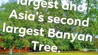 preview picture of video 'Northeast's largest and Asia's second largest Banyan Tree.'