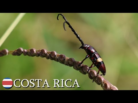 Longhorn beetle (Lissonotus) 🇨🇷 Costa Rica | v138