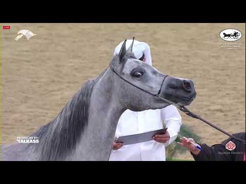 N 47 KHOUZAMA AL WAAB   6th Qatar Nat  Arabian Peninsula HS for individual Owners   Fillies 3 Years