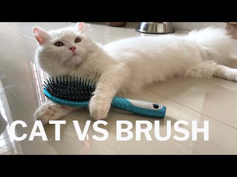 Cat vs Hair brush | Kandy got her revenge !!| Itz me Kandy