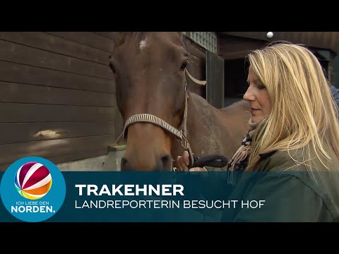 Pferde: Landreporterin besucht Trakehner Gestüt in Plön