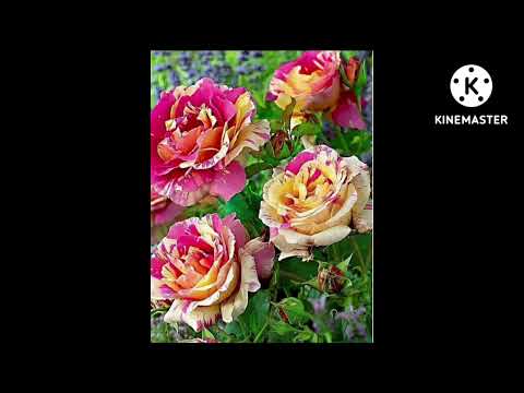 BEAUTIFUL FLOWER IMAGES