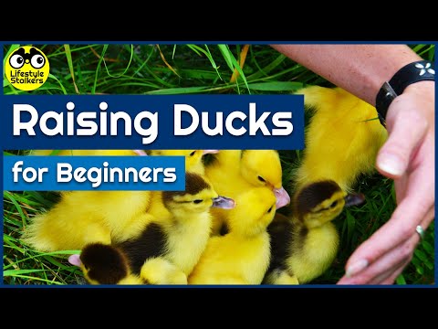 , title : 'Raising Ducks - Introduction for Beginners'