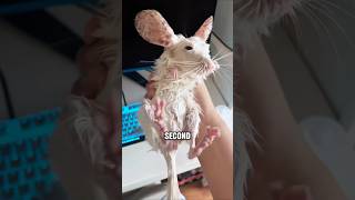 Why You Should NEVER Bathe a Chinchilla #animals #chinchina#cute