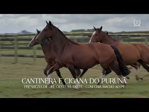 LOTE 07   CANTINERA DO PURUNÃ  e  CIGANA DO PURUNÃ