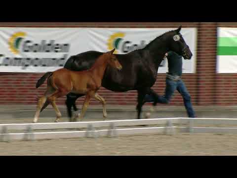 Hf v Farrell x Sir Donnerhall x Florestan I 2018