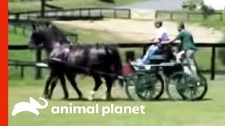 Horse Kicks Rider's Face