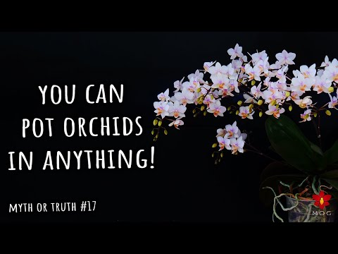 You can pot Orchids in anything! Myth or Truth #17