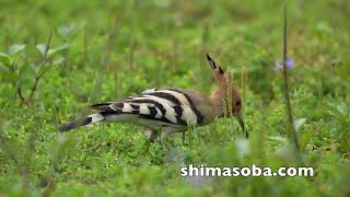 オオチドリ7羽、クロジョウビタキ、キガシラセキレイ、ヤツガシラ、ハリオシギ(動画あり)