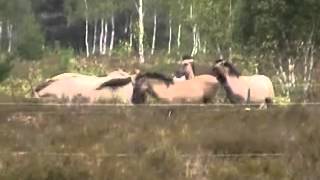 preview picture of video 'Heck-Rinder und Konik-Pferde in der Oranienbaumer Heide'