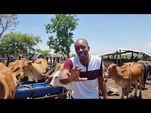 Zimbabwe Pen Fattening Basic Notes