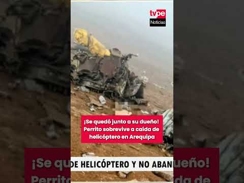 Un perrito sobrevivió a la caída del helicóptero de la Fuerza Aérea del Perú en  Arequipa