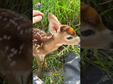 Man Rescues Baby Deer From Swimming Pool  #animals