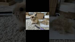 HairBuster - špeciálny hrebeň pre králiky