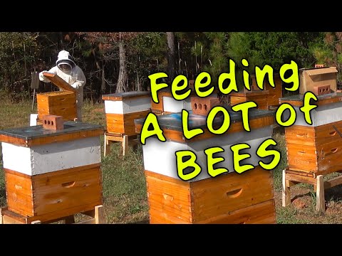 Feeding A LOT of HONEYBEES #beekeeping #beehives #bees #honey #honeybees #hobbybeekeeper  #newbie