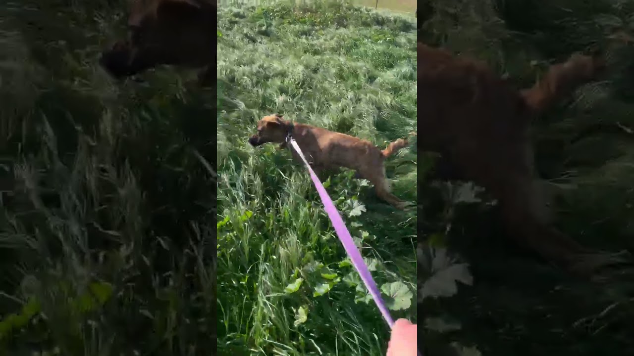 Enlarge Camo, a Adoptable mixed breed in Riverside, CA video 6/6