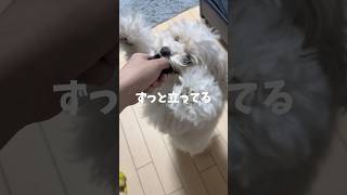 立ったままおやつ食べる犬