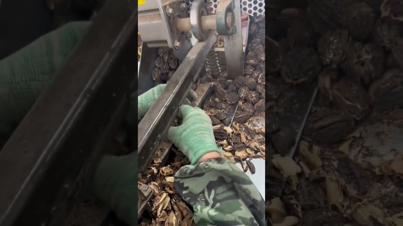 The process of collecting seeds from dry fruit which will help improve your skills