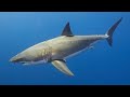 Ultimate Shark Simulator 4 Great White Shark
