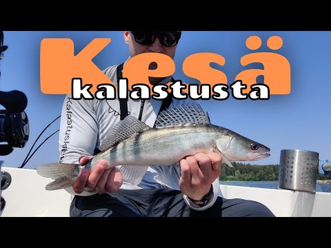 Kesäkalastusta [ Ahven, Kuha, Hauki | Jigikalastusta kesällä merellä ]