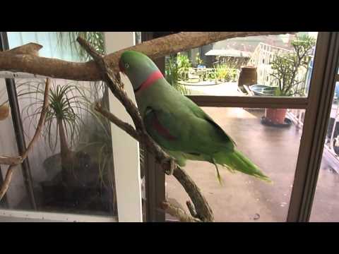 Dexter shows how the new steps work