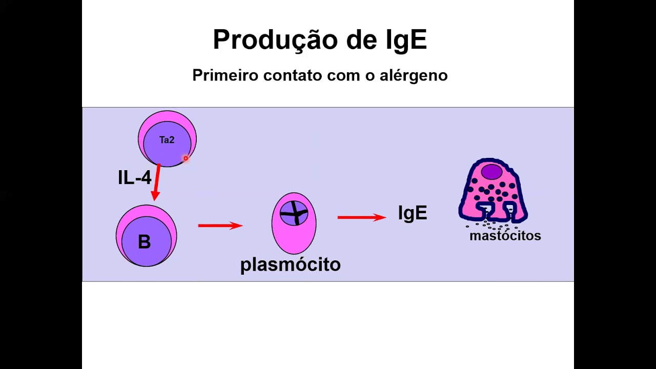 IMUNOLOGIA- Alergias (Hipersensibilidade tipo 1)- parte 1