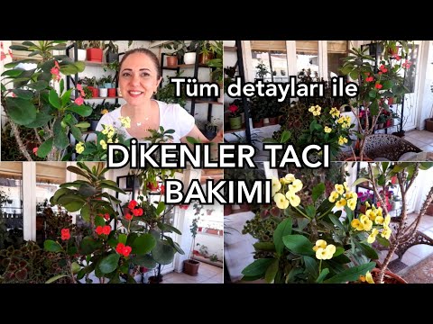 , title : 'DİKENLER TACI BAKIMI 🪴🌹 #dikenlertacıbakımı#çiçekbakımı'