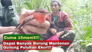 Download lagu Pikat Burung Mantenan Gunung 15 Menit aja dapat banyak banget mp3