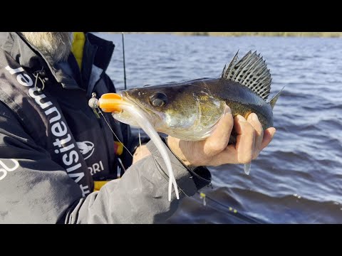 Harrin vinkit kuhan jigikalastukseen ja jigisettien esittely - Nappaako kuha luomuun vai ärsyyn?🤔🎣