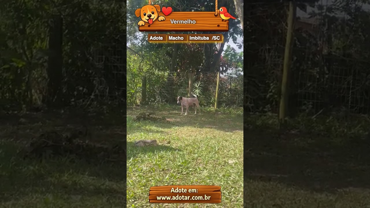 Cachorro raça SRD-ViraLata idade 5 anos nome Vermelho