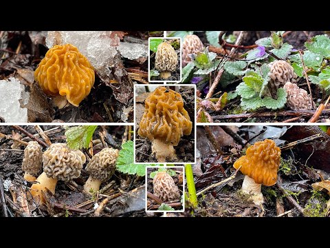 Pilze im April | 02.04.2022 | Erste Speisemorcheln! | Morchel- & Verpel-Wahnsinn im Schnee