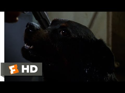 Amores perros (7/10) Movie CLIP - What Happened? (2000) HD