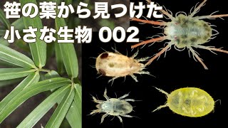 笹の表面で見つけた小さな生き物たち（笹実況002）