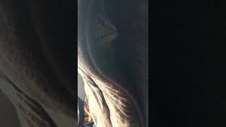 猫のかくれんぼ