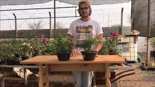 V&iacute;deo do produto