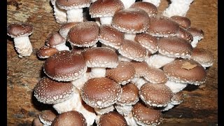 preview picture of video 'Cultivo de Cogumelos, Mushrooms, Shiitake, Champignom. Dr.ª Ana Maria Moreira «Casa do Chascado»'