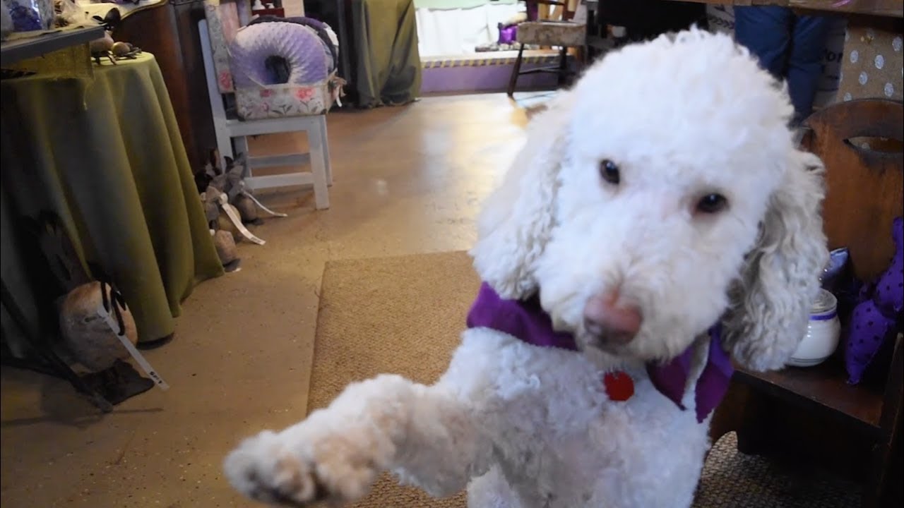 It's a Lavender Christmas