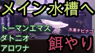 165㎝メイン水槽の生体達に、冷凍キビナゴを与えます!　前編【熱帯魚,アクアリウム,古代魚,大型魚,ダトニオ,アロワナ,エマス】
